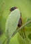 Newly transformed, a 17-year Brood X cicada clings to a green leaf in the woods of Virginia.