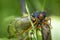 A newly transformed Brood-X cicada on a tree.