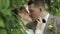 Newlyweds. Caucasian groom with bride making a kiss in park. Wedding couple. Man and woman in love