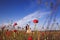 Newlyweds couple walking in amazing blossoming flowers field