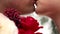Newlyweds groom and bride hug kiss in snowy evergreen forest during snowfall in slow motion. . Romantic couple in winter