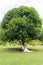 Newlyweds are sitting on an old bench under a huge tropical tree