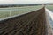 Newmarket racehorse gallops in England.