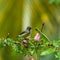 Newton`s sunbird, beautiful bird