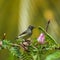 Newton`s sunbird, bird in Sao Tome