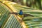 Newton`s sunbird, bird in Sao Tome