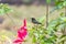 Newton`s sunbird, male, beautiful bird