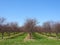 NewYorkState Lake Ontario Apple Orchards in April