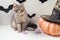 Next to a large pumpkin sits a gray cat. on the pumpkin hat, behind the silhouettes of bats