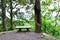 Next to a park bench is a tree with a hollow stem