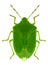 Nezara viridula