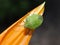 Nezara viridula imago green stink bug