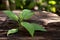 Ngai Camphor Tree or blumea balsamifera ,branch green leaves on nature background