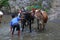 ngguyang sapi, bathing cows