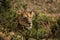 Ngorongoro Conservtion Area, Tanzania - Lion