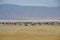 Ngorongoro Crater - herd of wildebeest