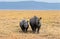 Ngorongoro rhinoceros