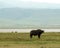 Ngorongoro Waterbuffalo
