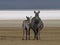 Ngorongoro zebras - Equus species