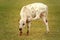 Nguni bull calf in South Africa