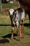 Nguni calf - Bos taurus - from southern Africa