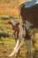 Nguni calf - Bos taurus - from southern Africa