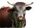 Nguni cattle bull