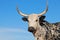 Nguni cow portrait - South Africa