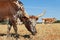 Nguni cow portrait - South Africa