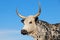 Nguni cow portrait - South Africa