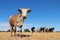 Nguni cow on rural farm - South Africa