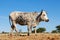 Nguni cow on rural farm - South Africa