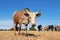 Nguni cow on rural farm - South Africa