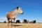 Nguni cow on rural farm - South Africa