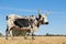 Nguni cow on a rural farm - South Africa