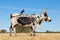 Nguni cow on a rural farm - South Africa