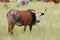 Nguni cow on rural farm - South Africa