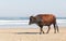 Nguni Cow At The Seaside