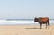 Nguni Cow At The Seaside