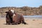 Nguni cow at Second Beach, Port St Johns on the wild coast in Transkei, South Africa.