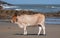 Nguni cow in the sun at Second Beach, Port St Johns on the wild coast in Transkei, South Africa.s