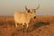 Nguni Cow white