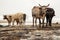 Nguni cows on East Coast Beach