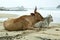 Nguni cows on East Coast Beach