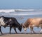 Nguni cows lock horns on the beach, at Second Beach, Port St Johns on the wild coast in Transkei, South Africa.