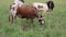 Nguni cows on a rural farm - South Africa