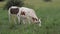 Nguni cows on a rural farm - South Africa