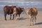 Nguni cows stand on the sand at Second Beach, Port St Johns on the wild coast in Transkei, South Africa. 