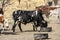 Nguni feeding in the field