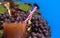 Niagara grape juice and bunches Vitis labrusca `Niagara` on blue background